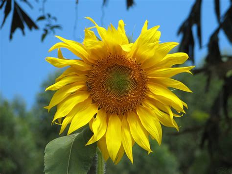 Image result for Sunflower Optimization Algorithm