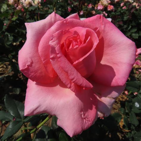 Hybrid Tea Rose Varieties