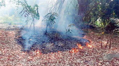 Maharashtra battles persistent forest fires despite prevention efforts