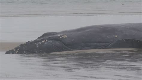 Live humpback whale beached near Yachats, rescuers explore options ...