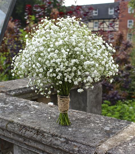 Baby's breath, babies breath, gypsophila, delicate bridal bouquet ...