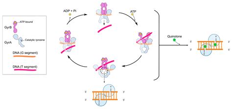 Quinolones: Mechanism, Lethality and Their Contributions to Antibiotic Resistance - mechanism of quinolone action and resistance
