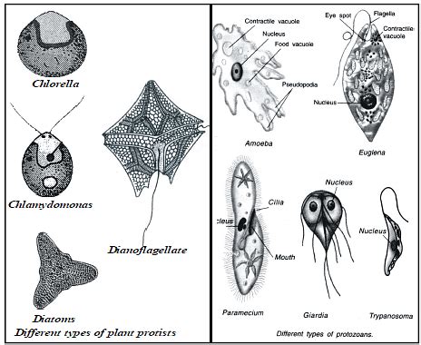 Diversity in living organisms Class 9 Notes Science Free PDF