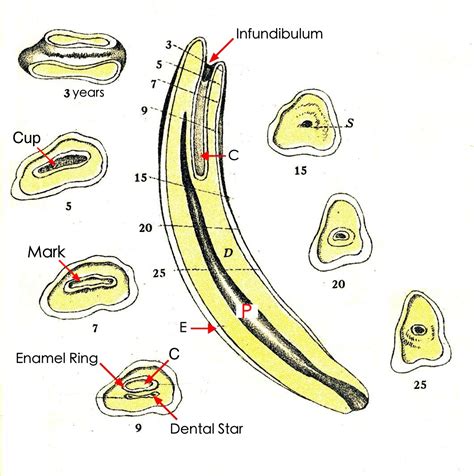 Horse Teeth Age Chart