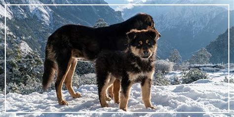 Bhutia The Indian Tibetian Mastiff – Pawsindia