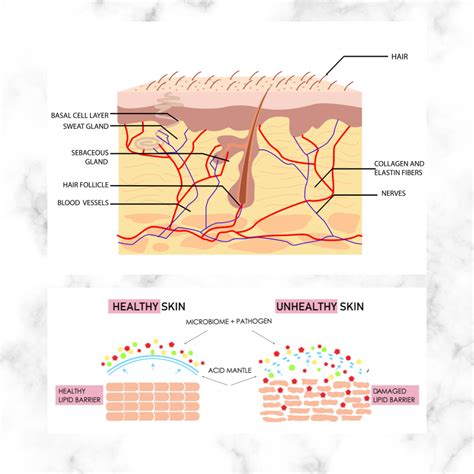 https://greencosmetic.science/content/images/size/w1000/2022/07/skin-lipid-barrier.png