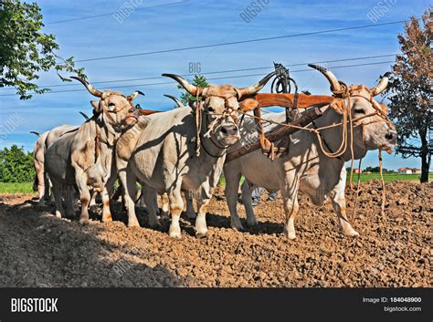 Oxen Yoke That Pull Image & Photo (Free Trial) | Bigstock