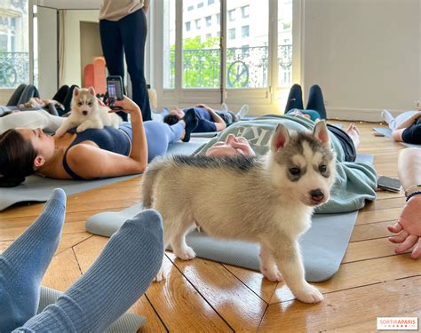 Puppy Yoga Paris, des séances de yoga tout en câlins avec d'adorables ...