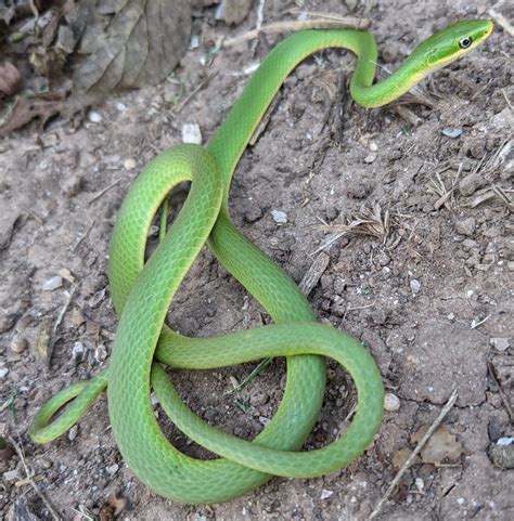 Detailed Version Snakes of South Texas