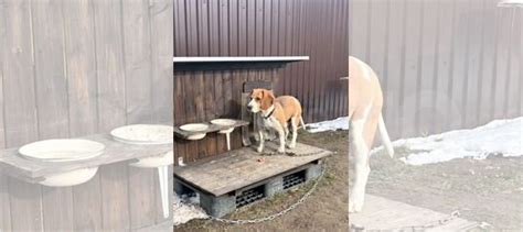 Собака бигль эстонец купить в Твери по низкой цене | Животные и ...