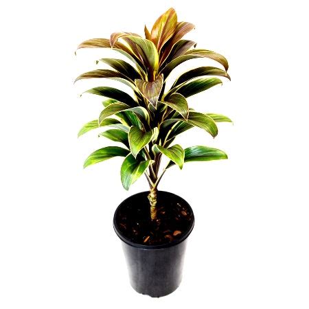 Buy Cordyline Coffee Plant online at best price