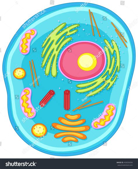 Animal Cell Diagram In Colors Illustration - 458358358 : Shutterstock