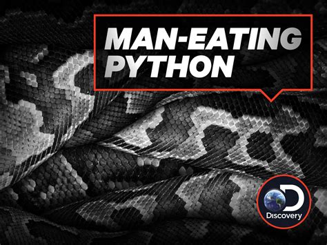 Image result for Lion Eating Python