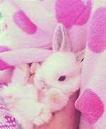 Image result for Grey Baby Bunny