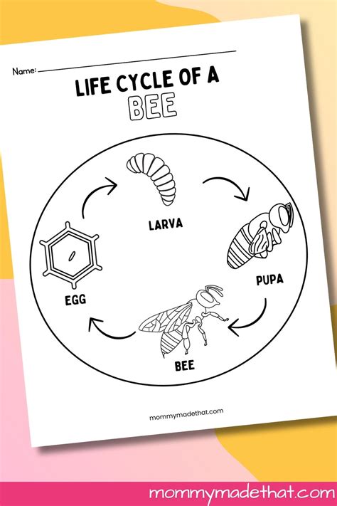 Life Cycle of a Bee Worksheets (Free Printables)