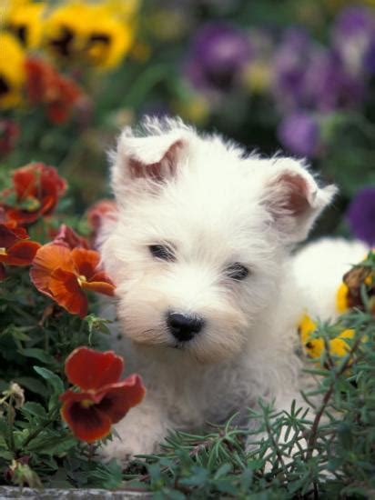 'West Highland Terrier / Westie Puppy Among Flowers' Photographic Print - Adriano Bacchella | Art.com