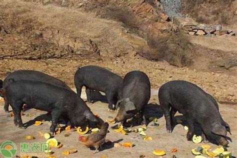中国出名的黑猪品种及产地介绍 - 惠农网