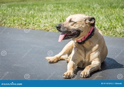 English Mastiff / Great Dane Mix Also Known As a Daniff or Mastidane ...