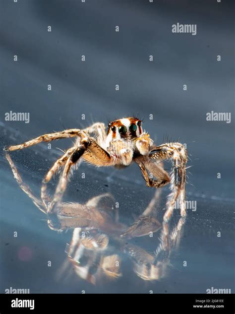 Close-up of a Jumping spider, pantropical jumping spider, Plexippus paykulli with reflection in ...