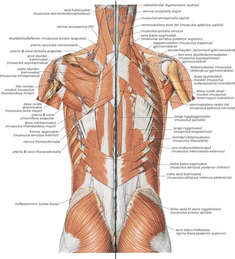 Serratus Posterior Superior Serratus Posterior Muscles Functional