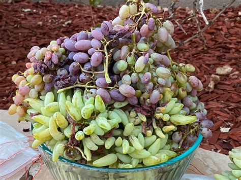 The Best Companion Planting for Grapes