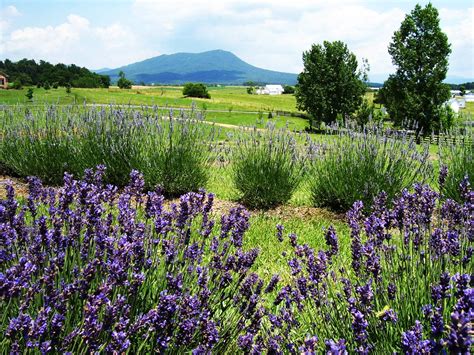 White Oak Lavender Farm In Virginia Is Breathtaking Virginia Travel ...
