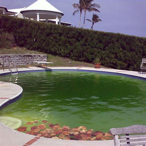 Diarrhea Poop In Pool