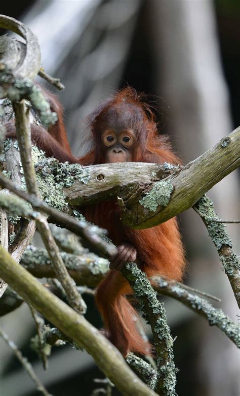 Orangutan flanges uses development and more – Artofit