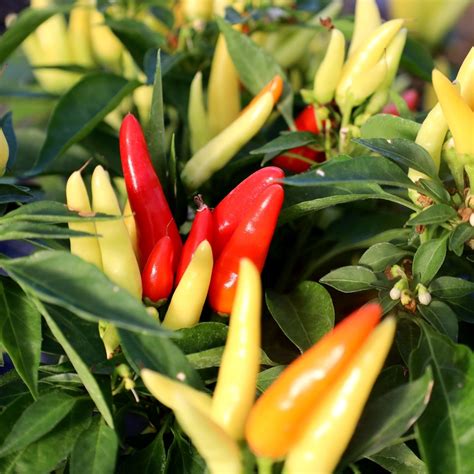 Ornamental Pepper Plant Chili