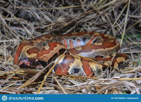 Image result for Red-tailed Python