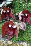 Image result for Flowers That Look Like Animals