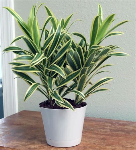 Dracaena Deremensis Care - Plant Guide