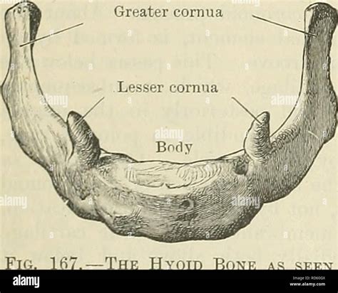 Coronoid Fossa Mandible Human Jaw Bone Anatomy Print Coronoid