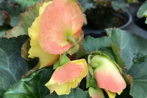 Begonias 101: A Complete Guide to Growing Amazing Begonias - Gardening ...