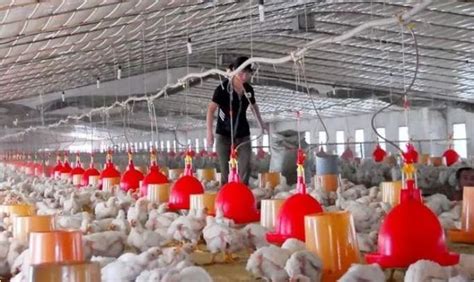 放养鸡如何养殖 - 农村网