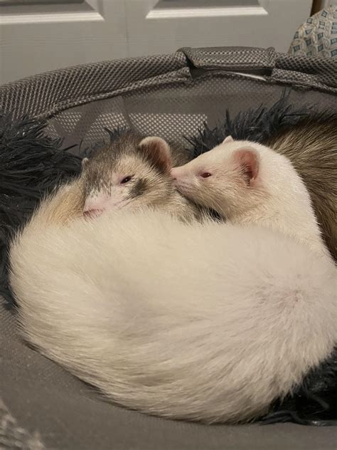 (Not my photos) We’re in the middle of building a ferret room and ...