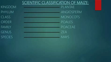 Phylum Of Zea Mays