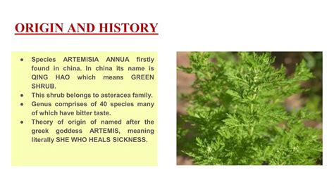Artemisia annua. as a antimalarial complex and their productions. | PPTX