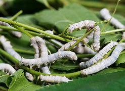 silkworm 的图像结果