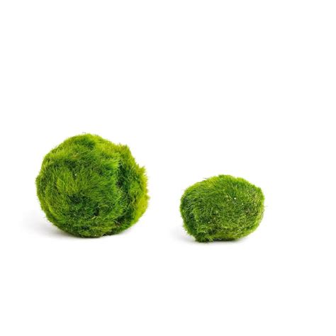 Marimo Moss Balls Aquarium Plant | Live Moss Balls | Ekomoss