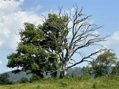 A Summer Tree-mendous Hike, Sky Meadows State Park, Delaplane, 23 ...