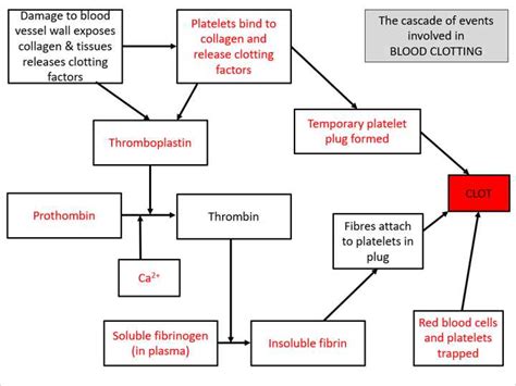 Process of Blood Clotting 的图像结果