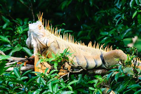 Green Iguana