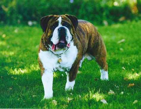 Olde English Bulldogge in Brown and White on Green Field