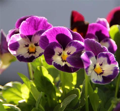 Image result for Spring Flower Types