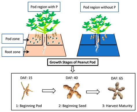 Targeted Phosphorus Fertilization in the Peanut Pod Zone Modulates Pod ...