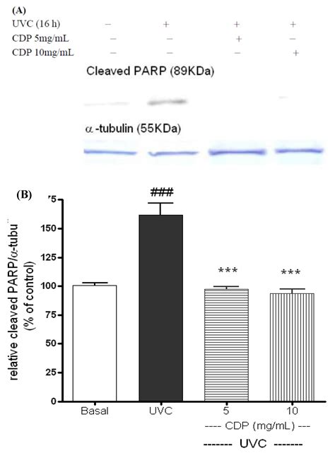 Protective Effects of Chlorella-Derived Peptide Against UVC-Induced ...