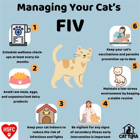 Understanding FIV in Cats: What It Is, How It's Spread, and How to Manage It - Humane Society of ...