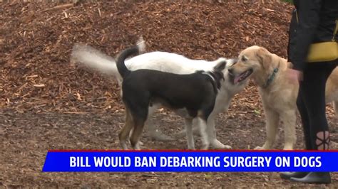 What Is Debarking A Dog