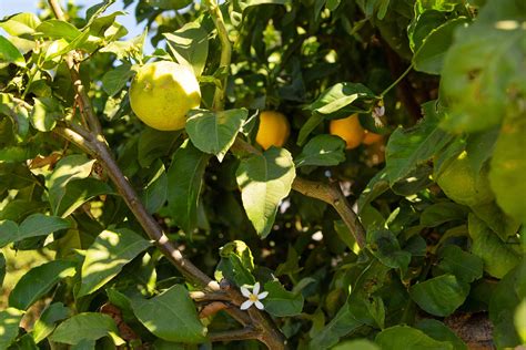 Meyer Lemon Tree Care & Growing Guide